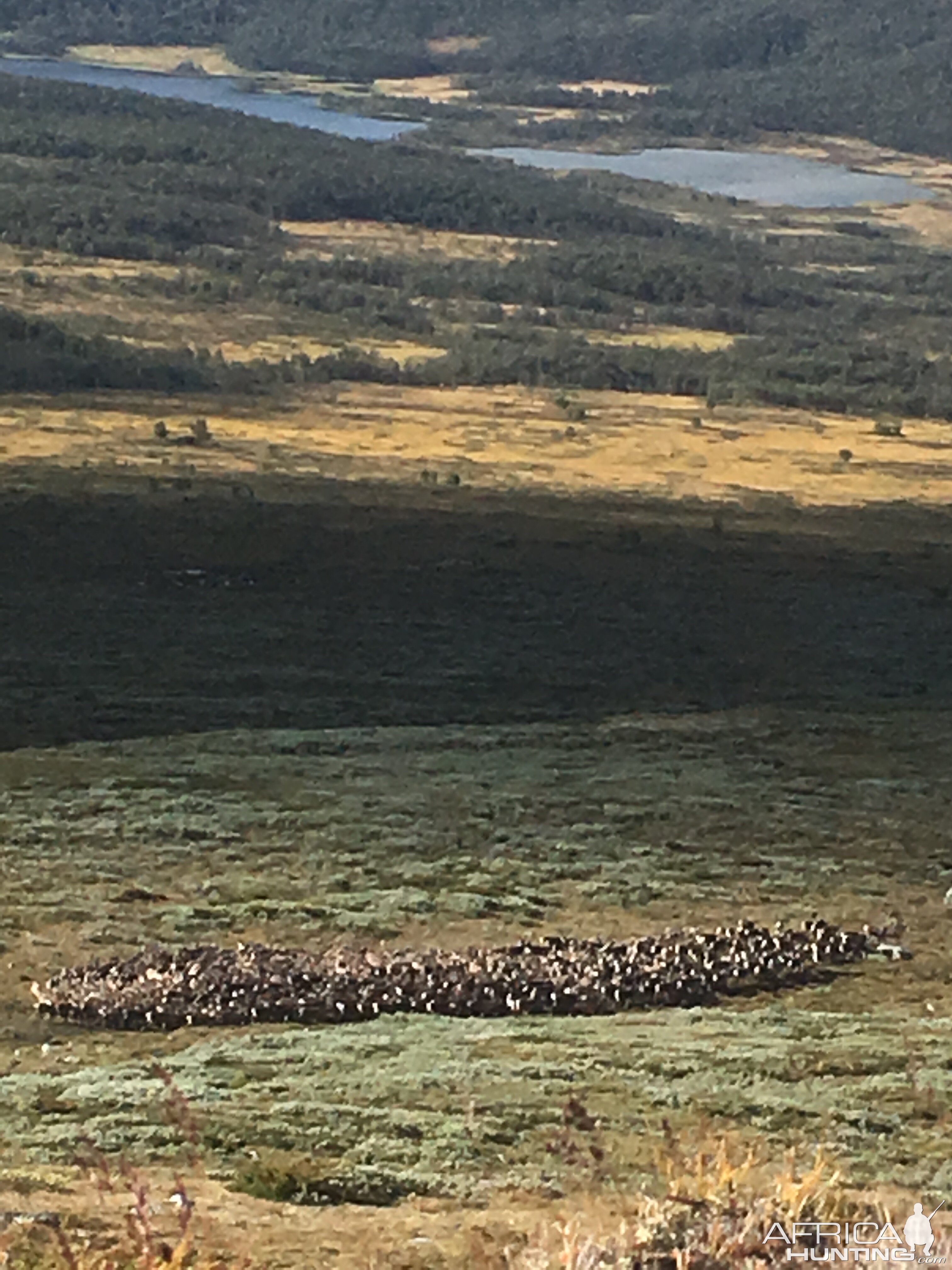 Herd of Reindeer Norway