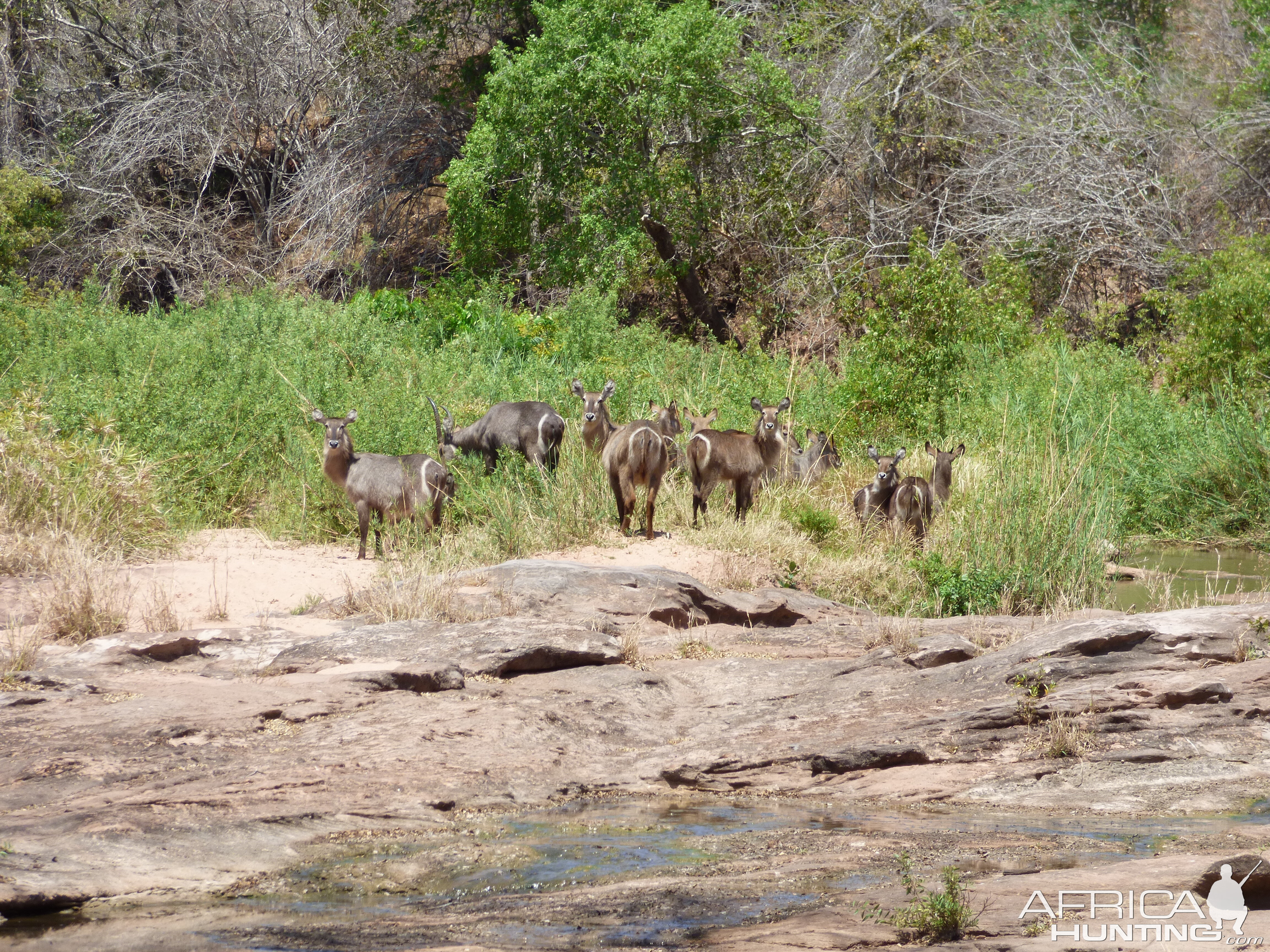 Herd of Waterbuck Zimbabwe