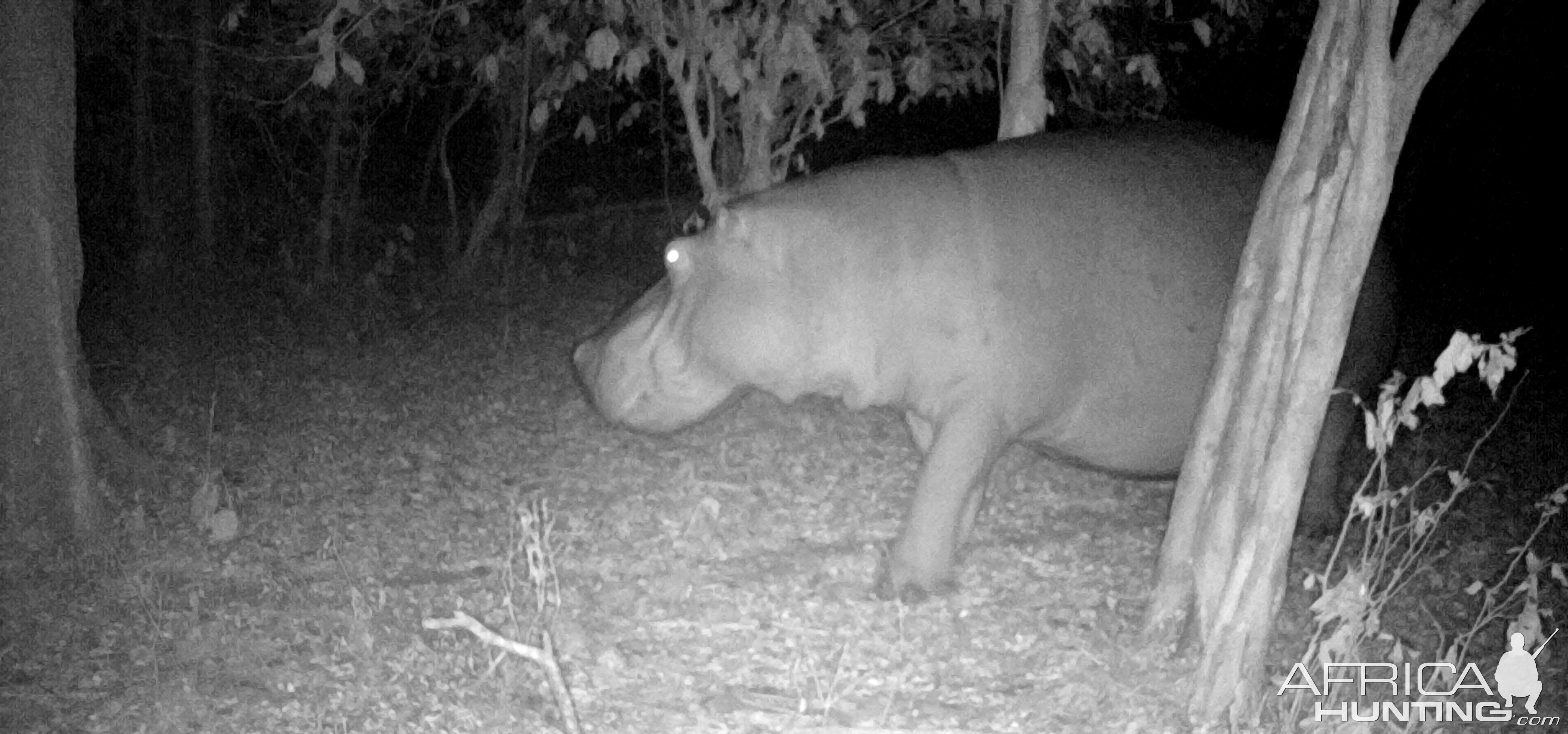 Hippo near camp.
