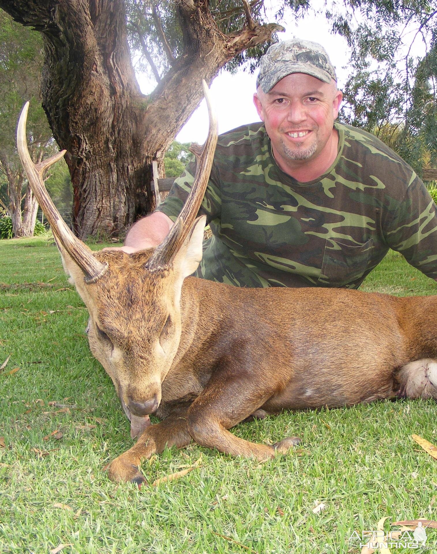 Hog Deer Australia