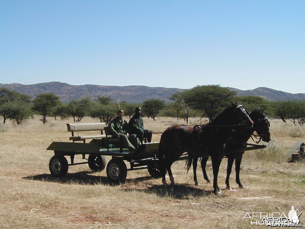 Horse-Drawn Carriage for Game Viewing
