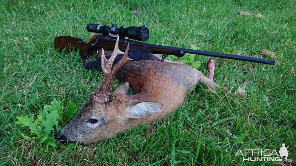 Hunt Roe Deer in England