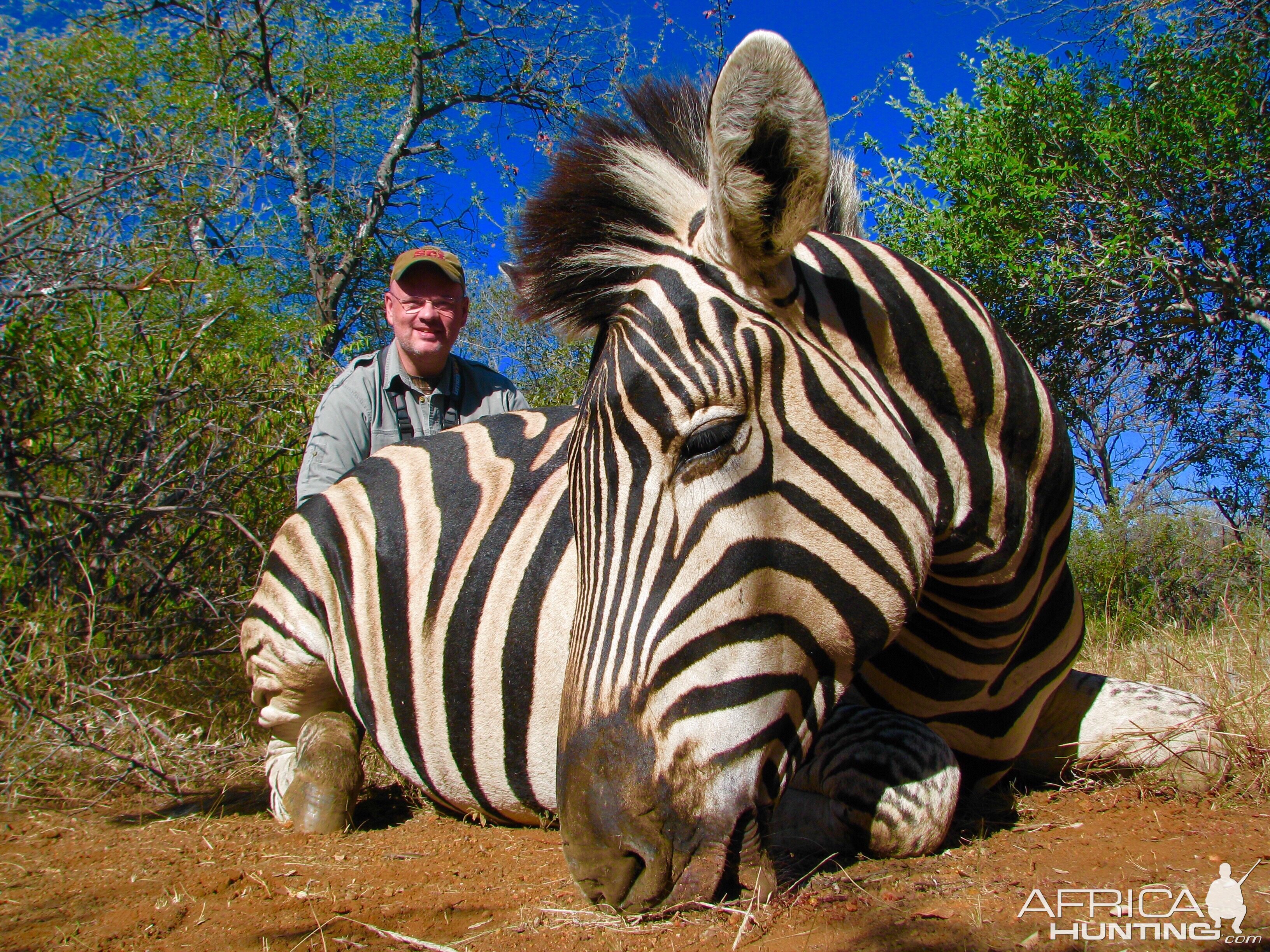 Hunt South Africa Burchell's Plain Zebra