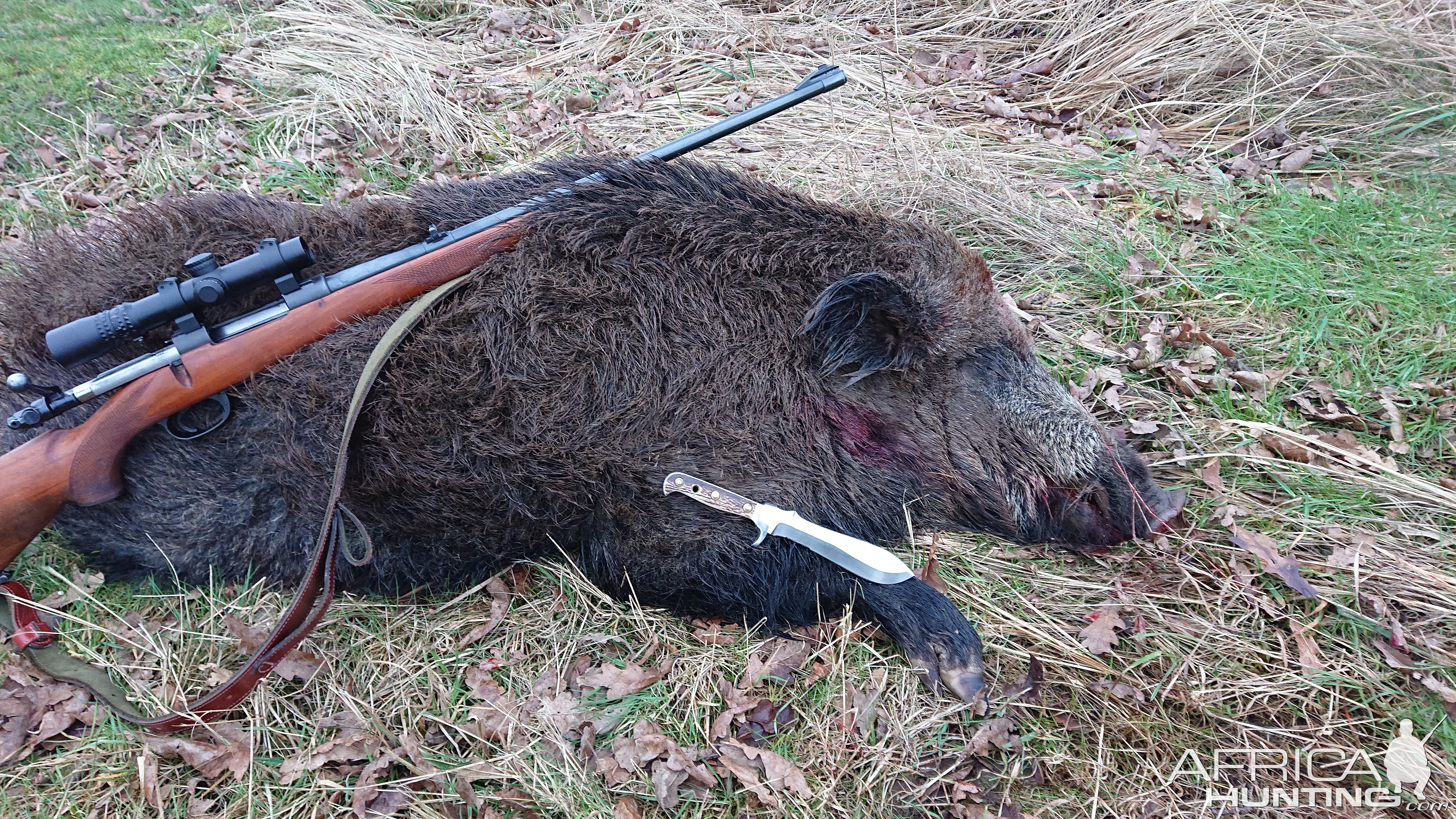 Hunt Wild Boar in Sweden