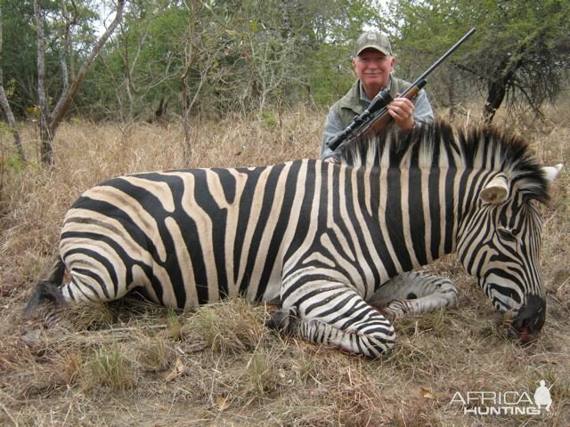 Hunt Zebra