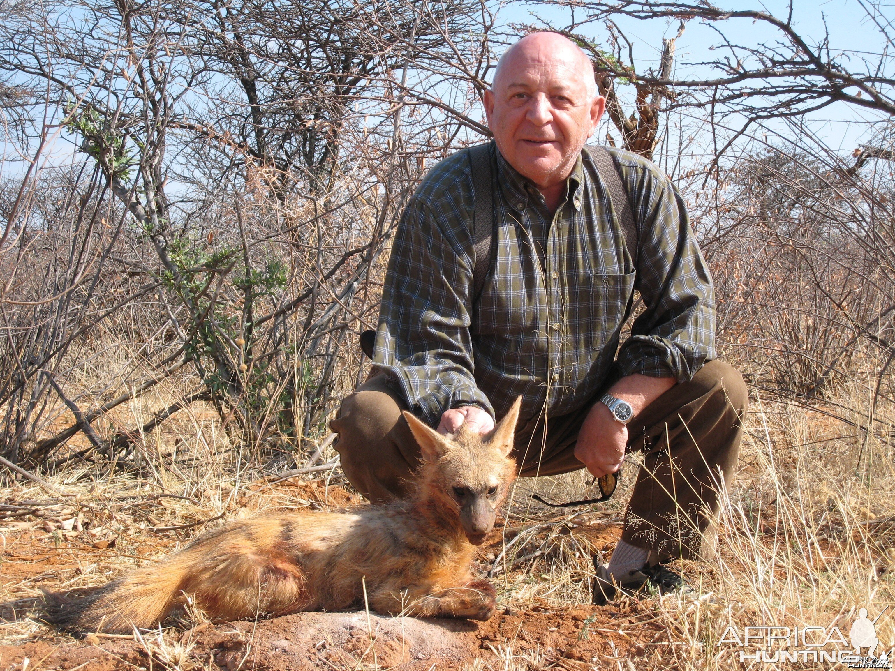 Hunting Aardwolf in Namibia