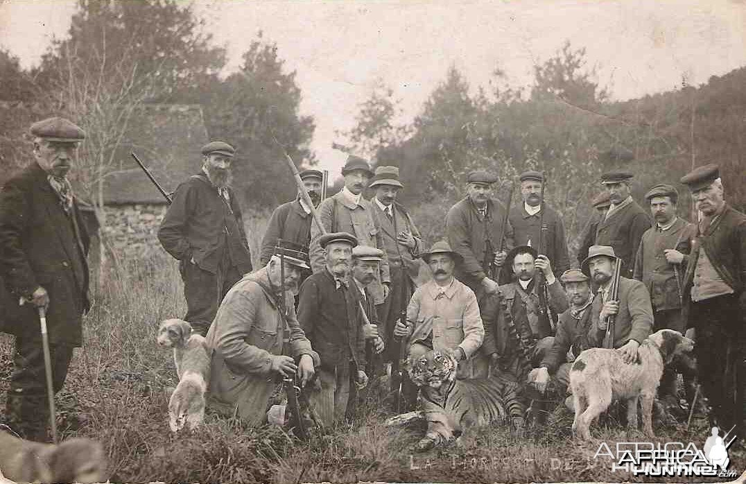 Hunting an escaped Tiger in France