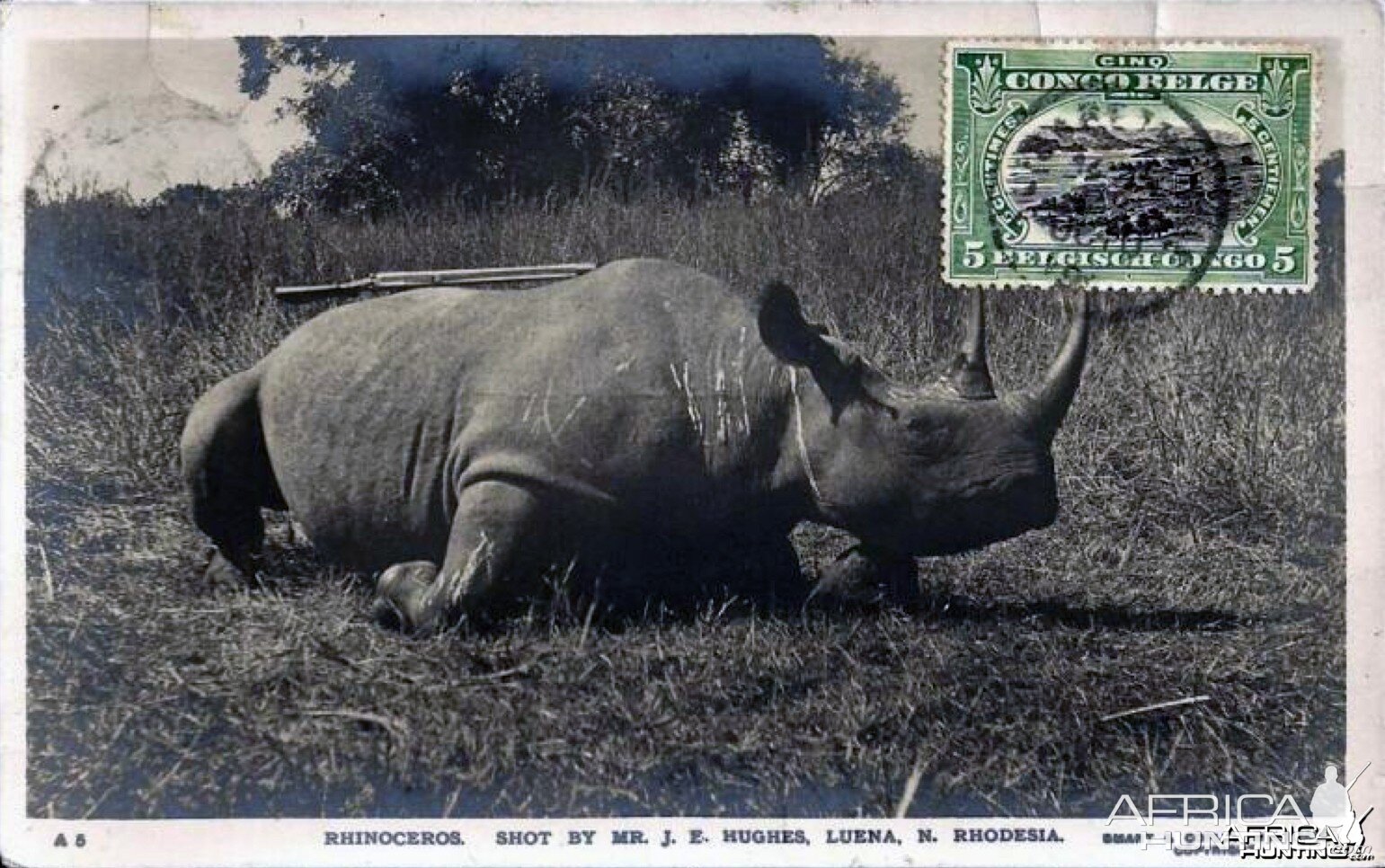 Hunting Black Rhinoceros in Rhodesia Africa ca 1919