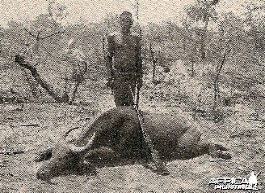 Hunting Buffalo Cameroon