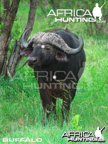 Hunting Buffalo Front View Shot Placement