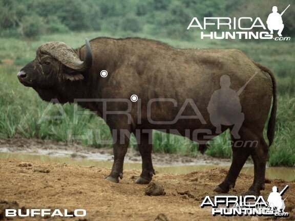 Hunting Buffalo Shot Placement