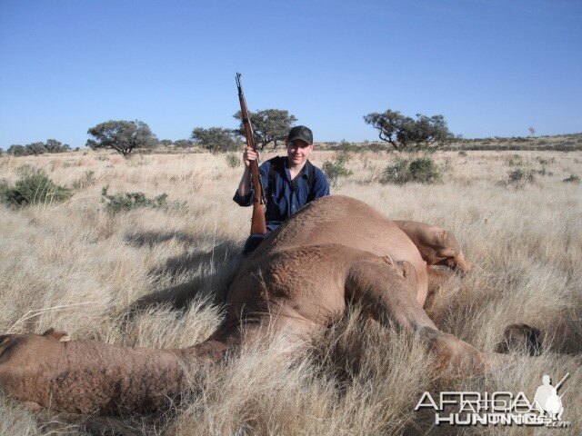 Hunting Camel in Australia