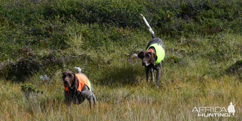 Hunting Dogs Sweden