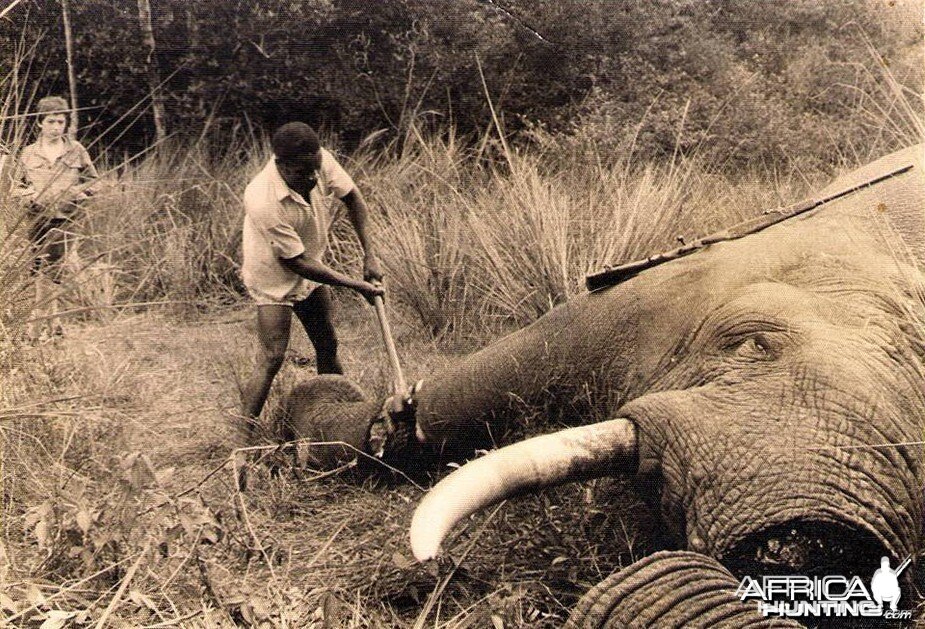 Hunting Elephant 1909