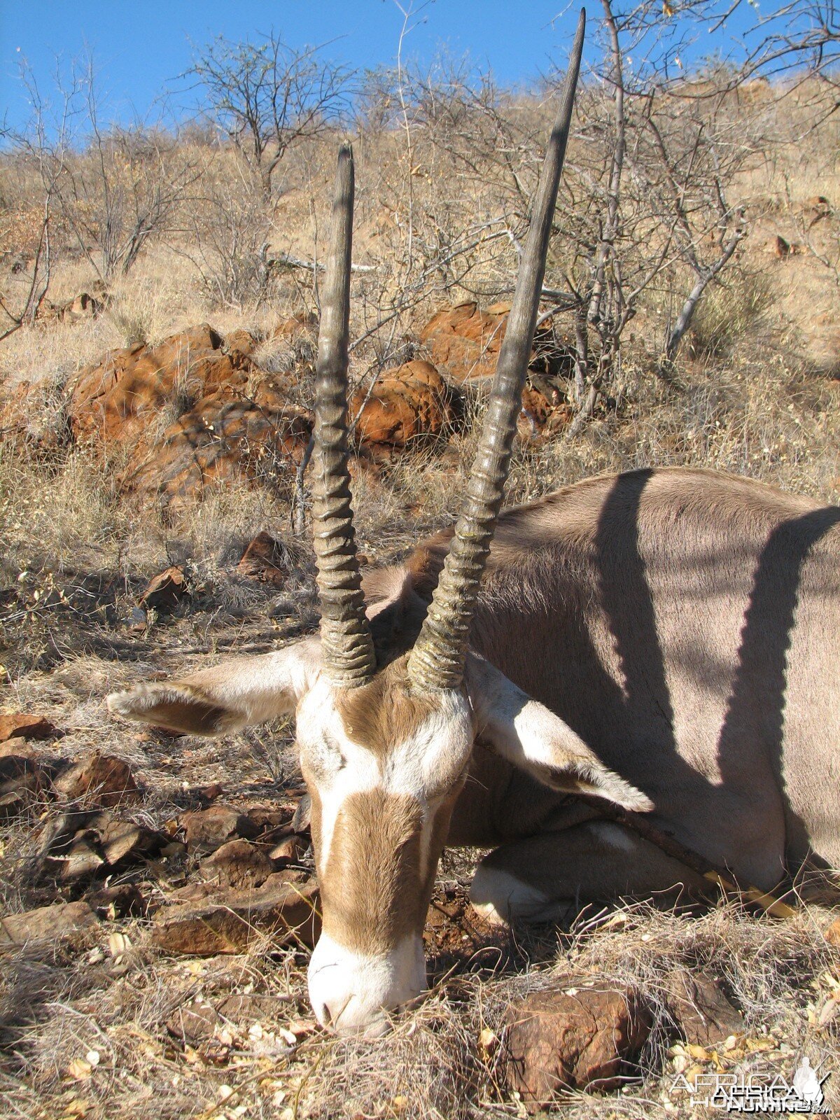 Hunting Golden Oryx in Namibia