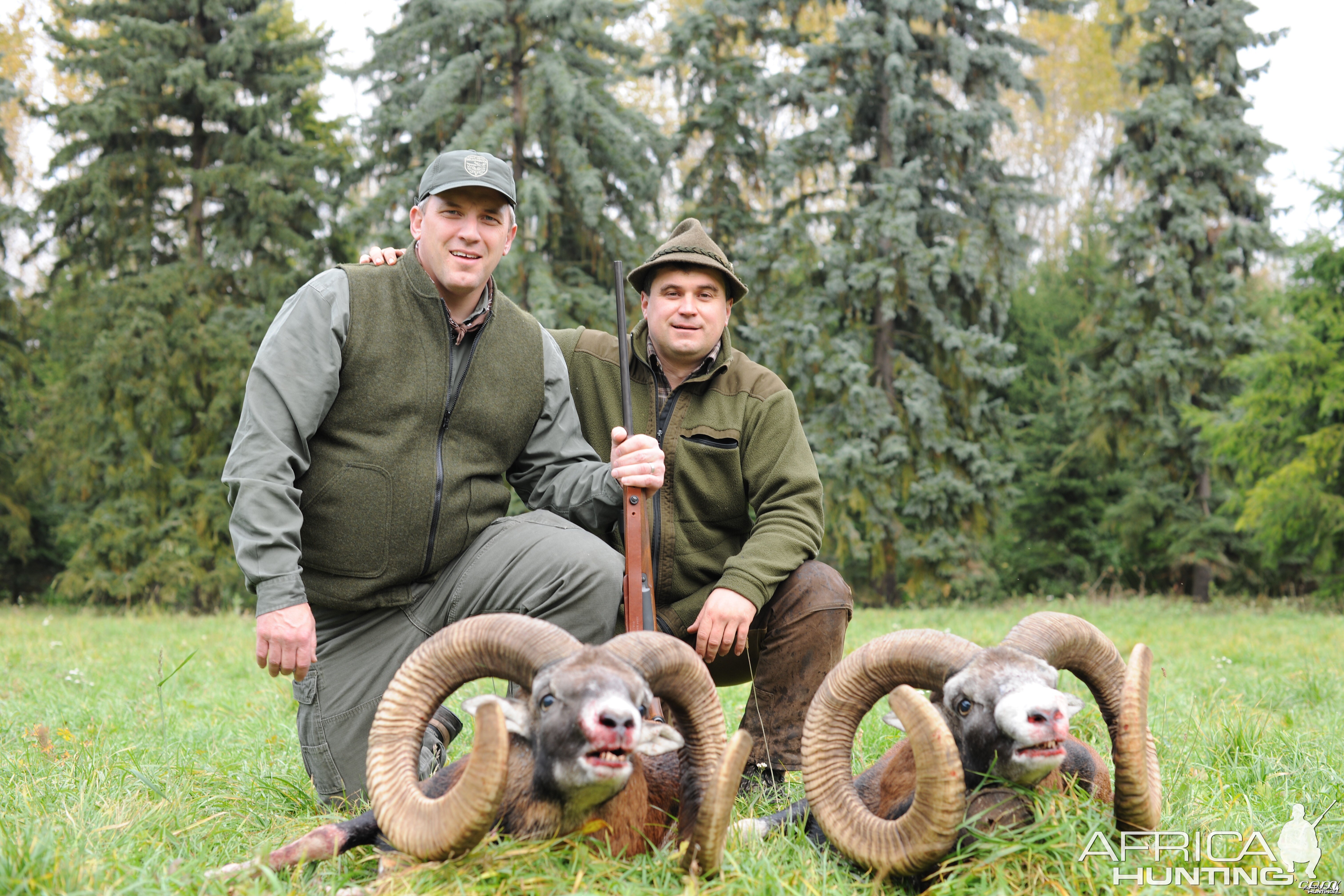 Hunting Golden trophy mouflon Czech republic