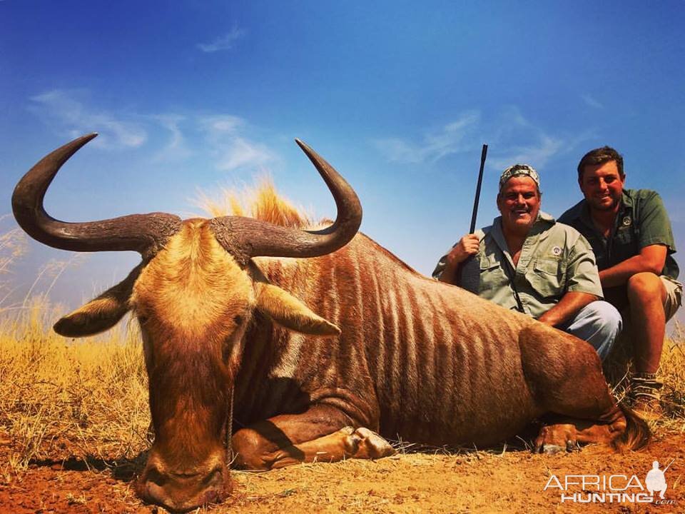 Hunting Golden Wildebeest South Africa