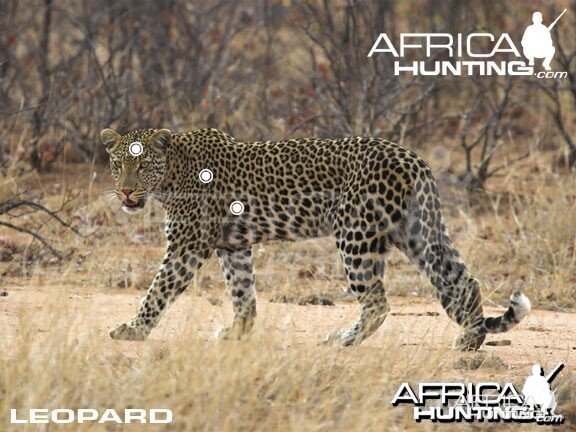 Hunting Leopard Shot Placement