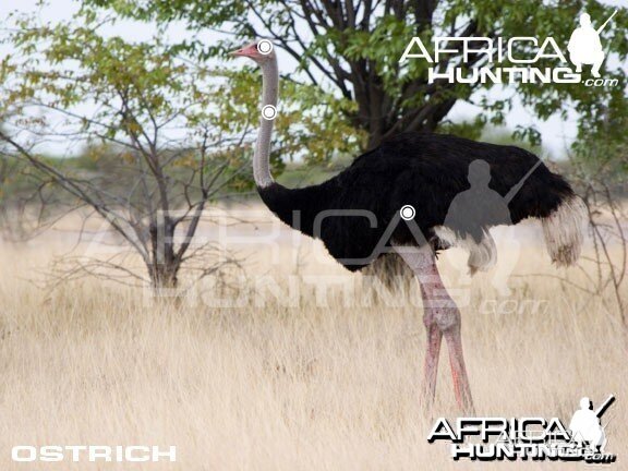 Hunting Ostrich Shot Placement