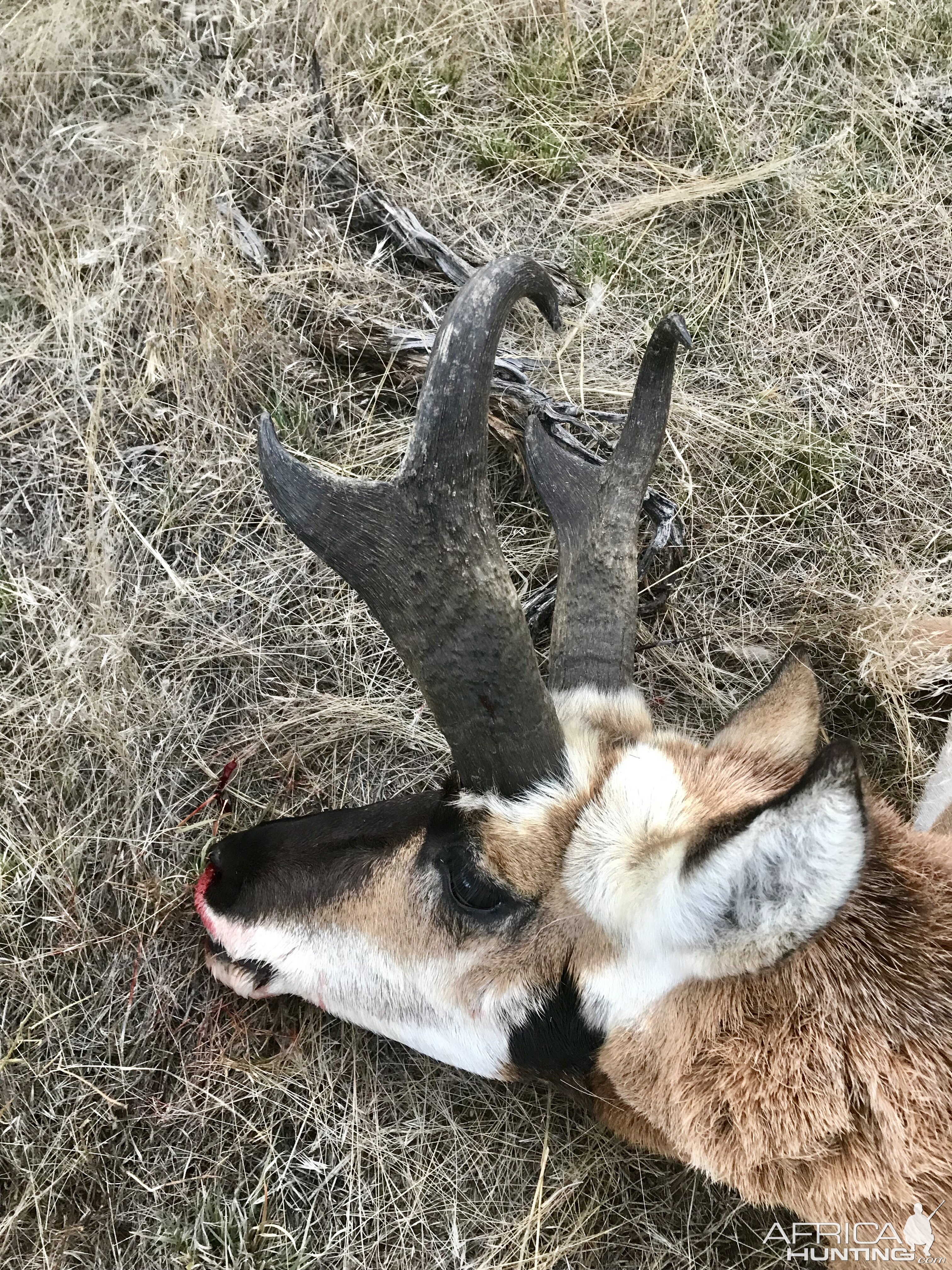 Hunting Pronghorn in Wyoming USA