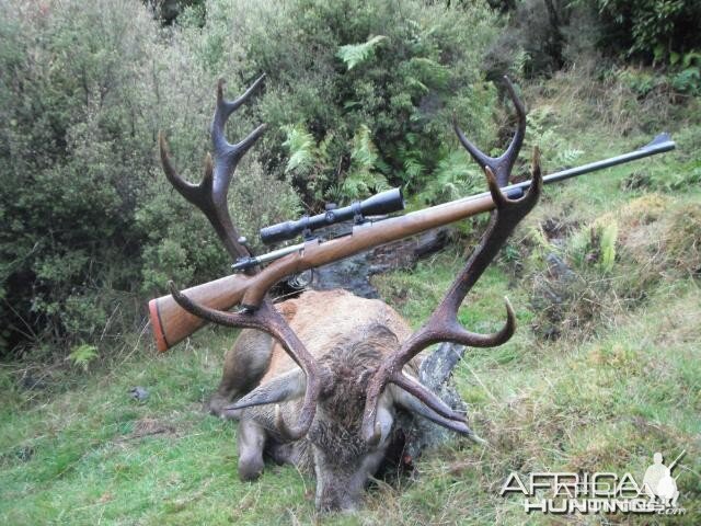 Hunting Red Stag