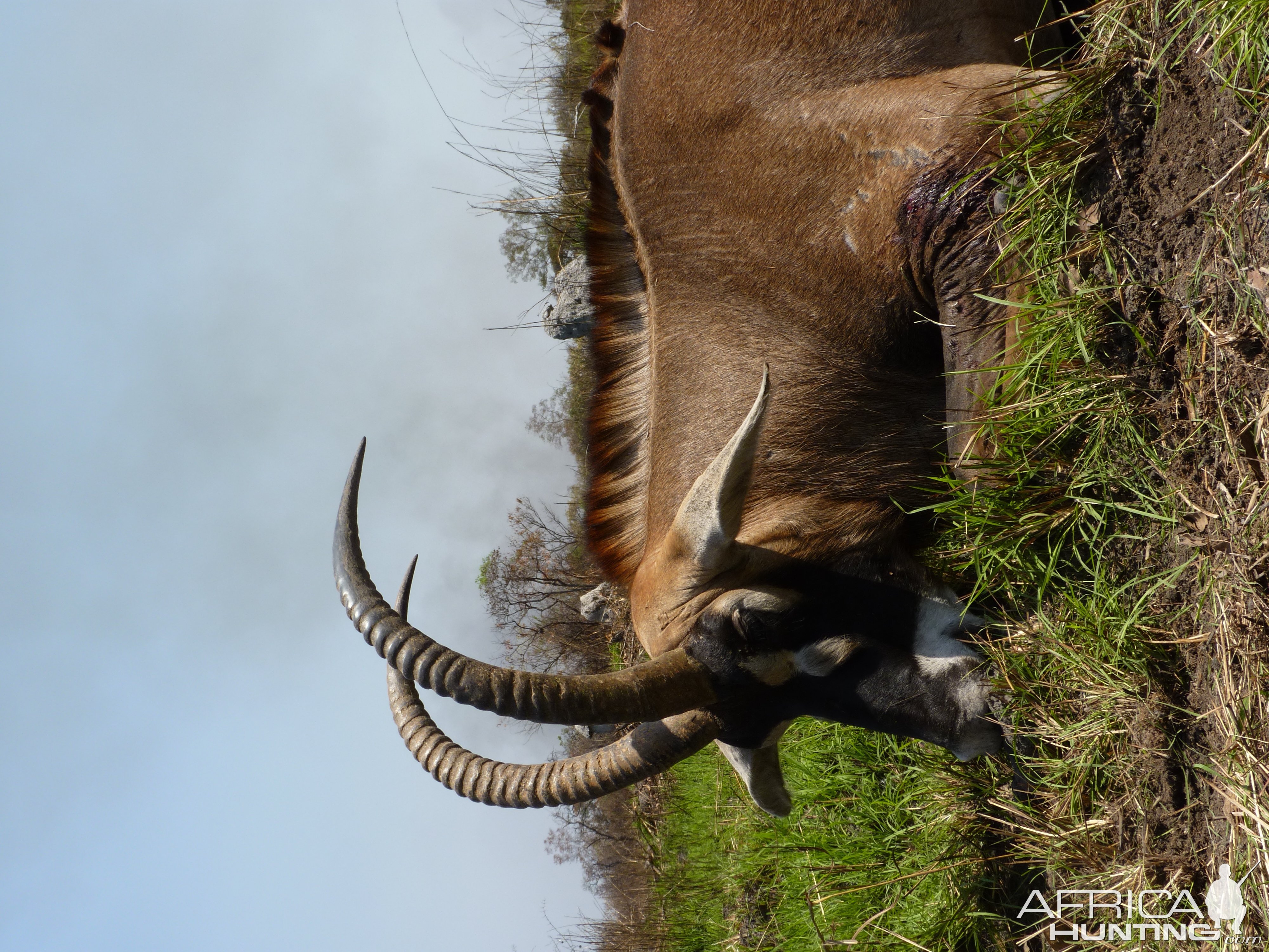 Hunting Roan in Central African Republic