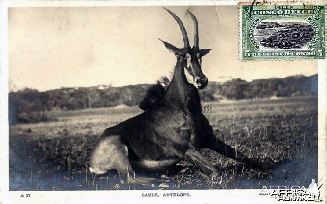 Hunting Sable Antelope in Rhodesia ca 1919