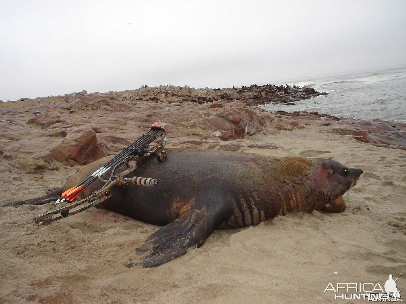 Hunting Seal in Namibia