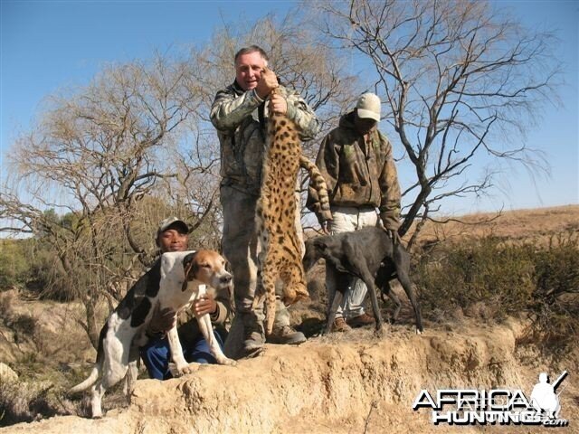 Hunting Serval in South Africa