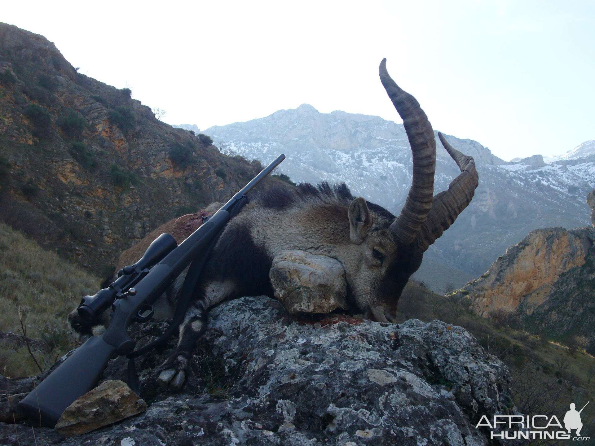 Hunting Spanish Ibex