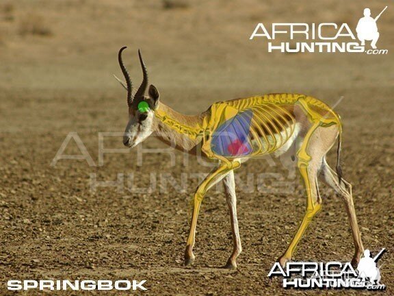 Hunting Springbok Shot Placement