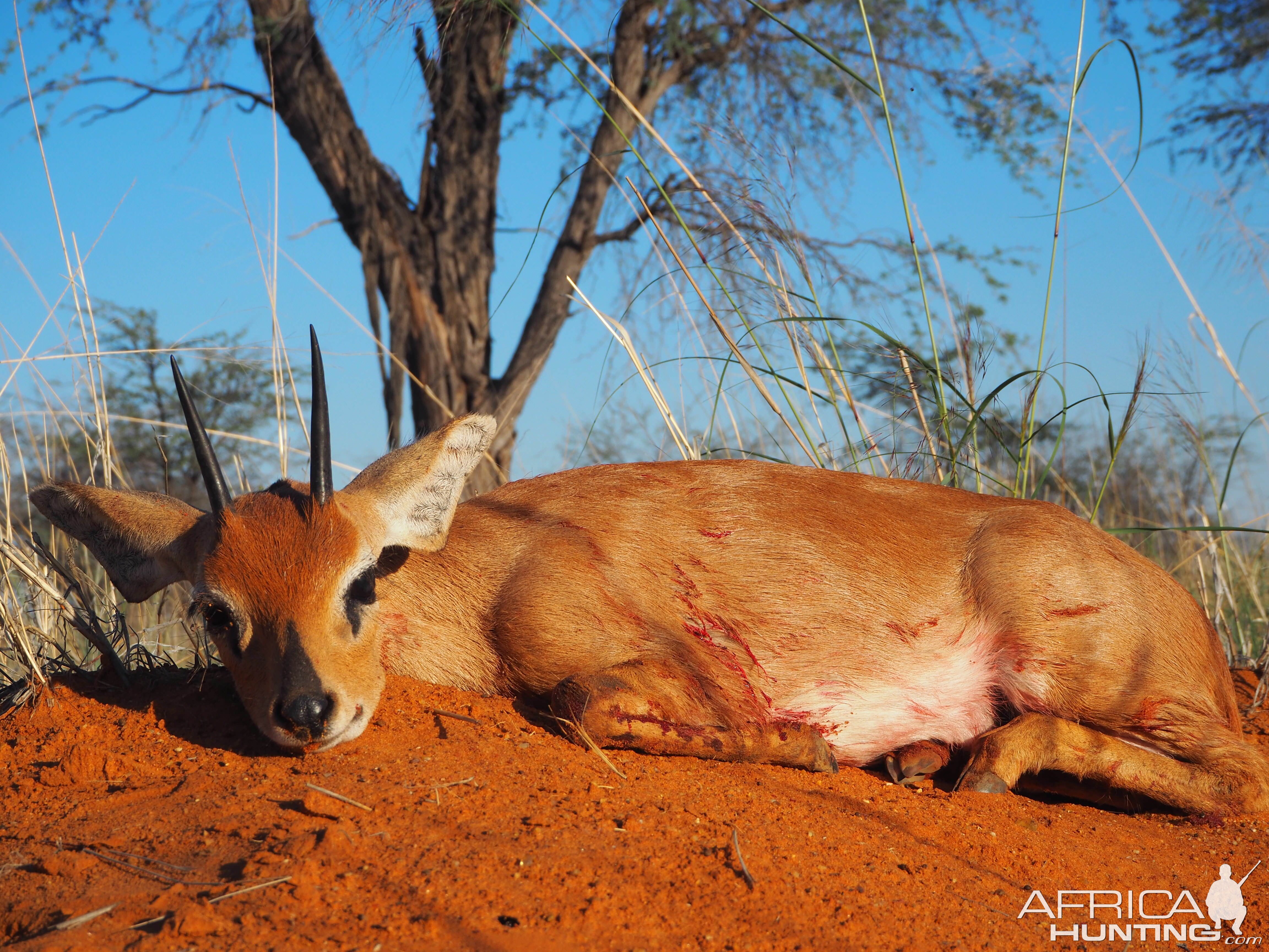 Hunting Steenbok Namibia