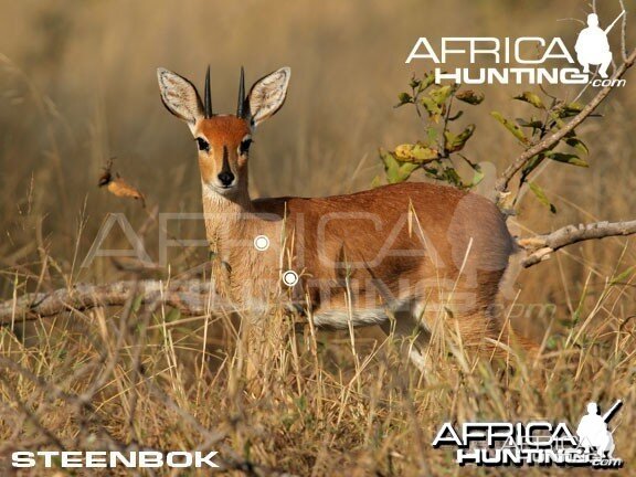 Hunting Steenbok Shot Placement