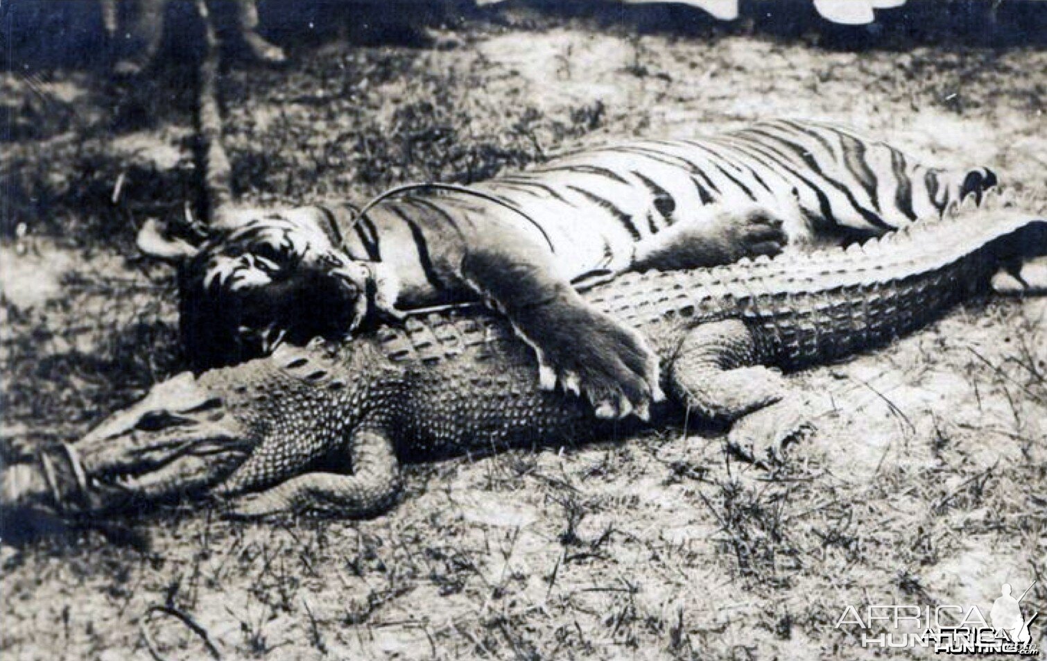 Hunting Tiger and Croc in Malaysia