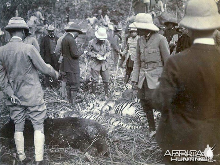 Hunting Tiger Nepal