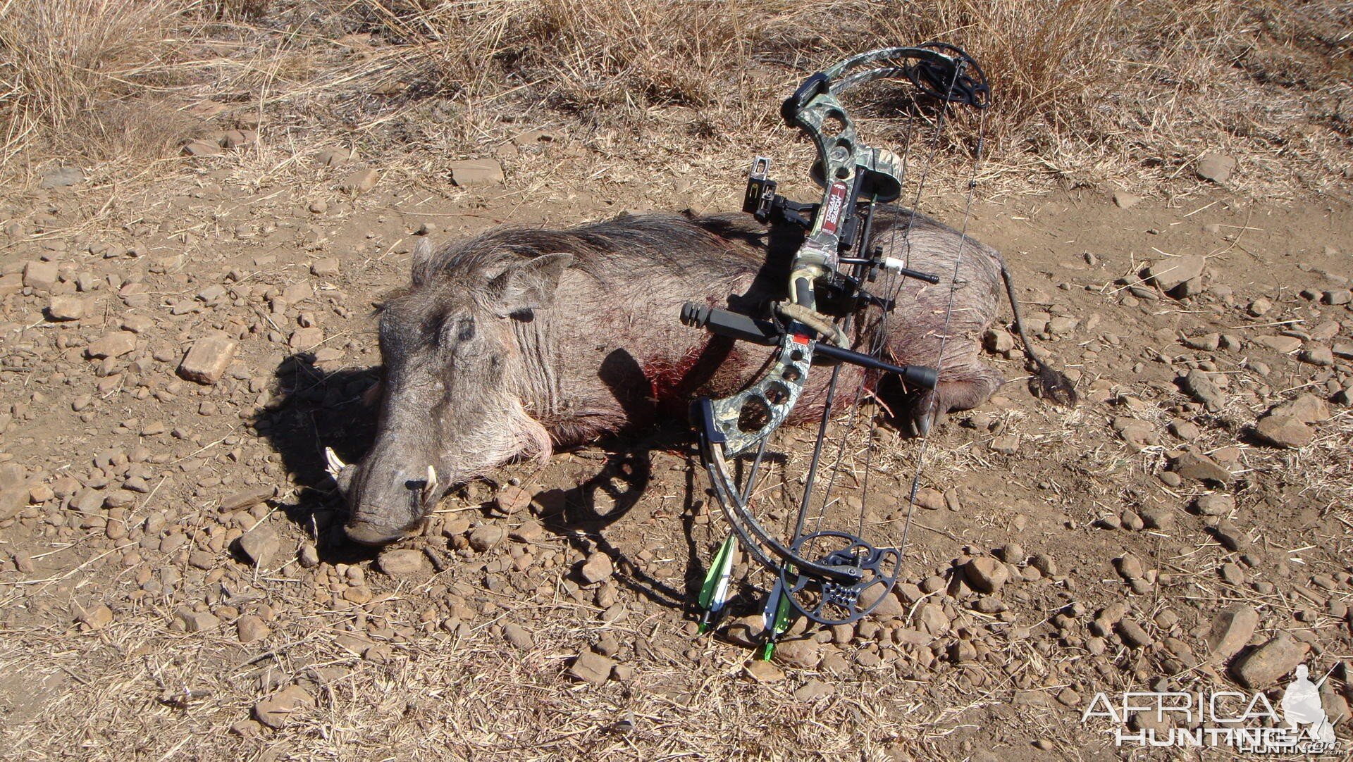Hunting trip South Africa - my first Warthog