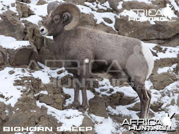 Hunting Vitals Bighorn Sheep