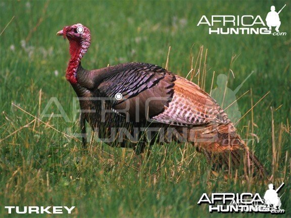 Hunting Vitals Turkey
