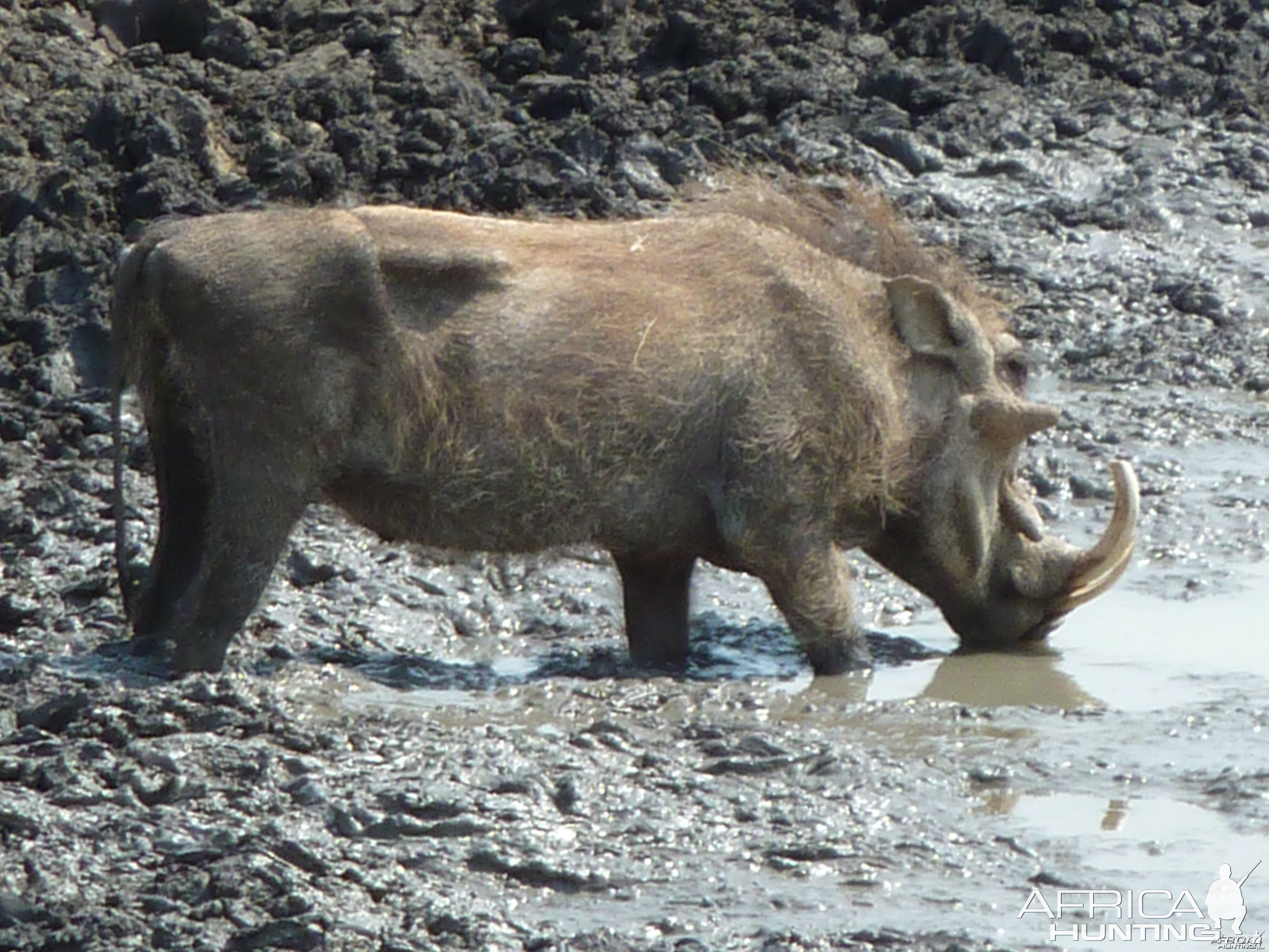 Hunting Warthog Namibia