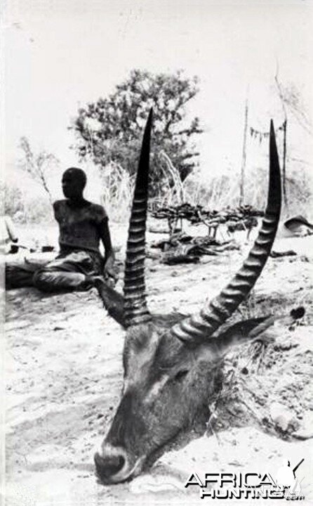 Hunting Waterbuck