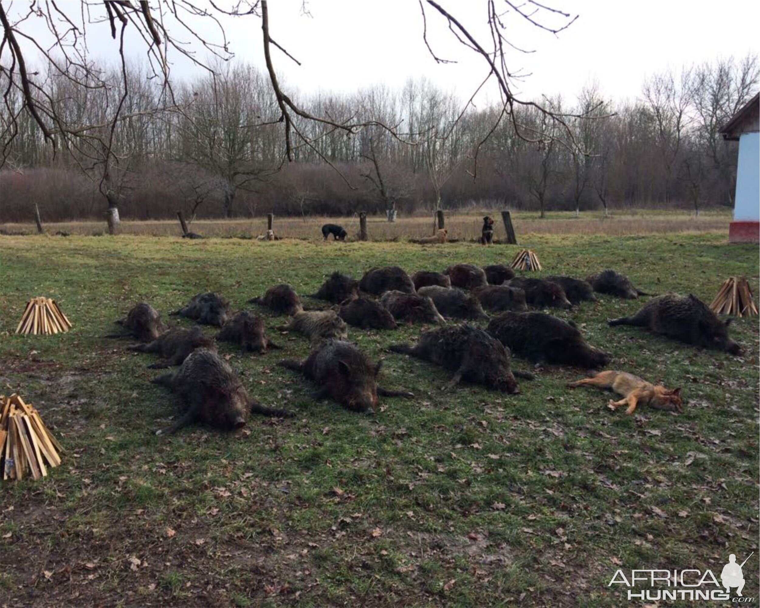 Hunting Wild Boar & Wold in Romania