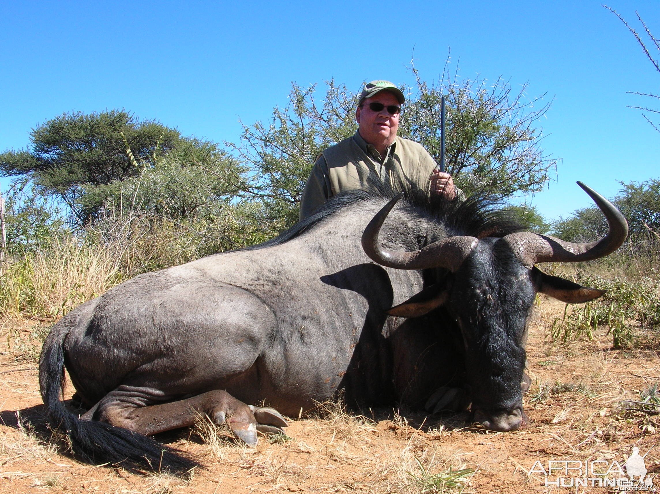 Hunting Wildebeest in Namibia