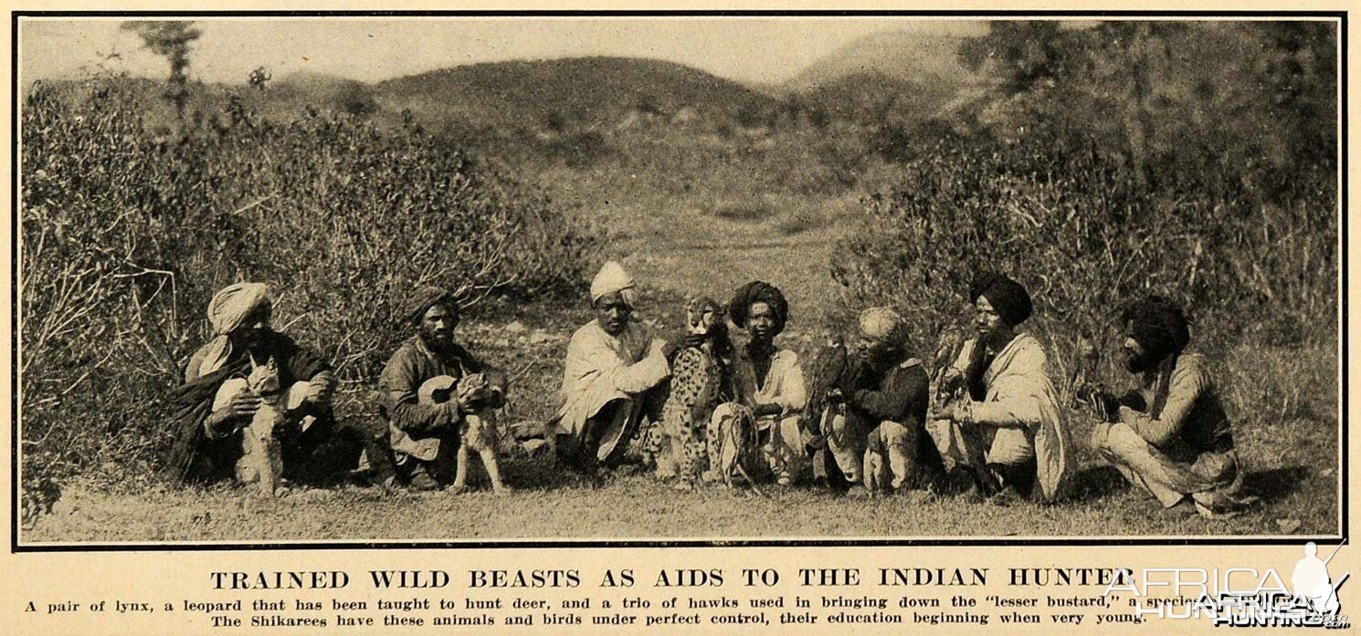hunting with Trained Cheetah, Lynx and Hawks in India ca 1908