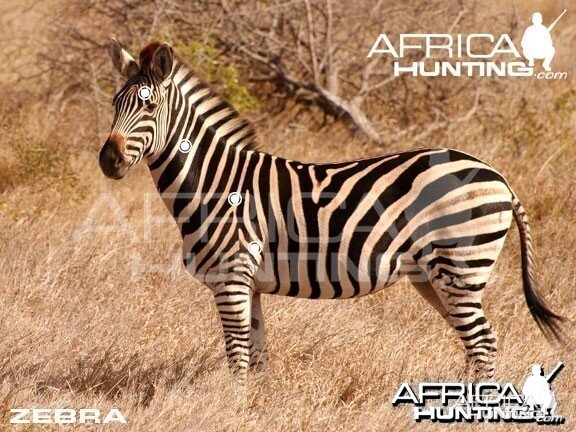 Hunting Zebra Shot Placement