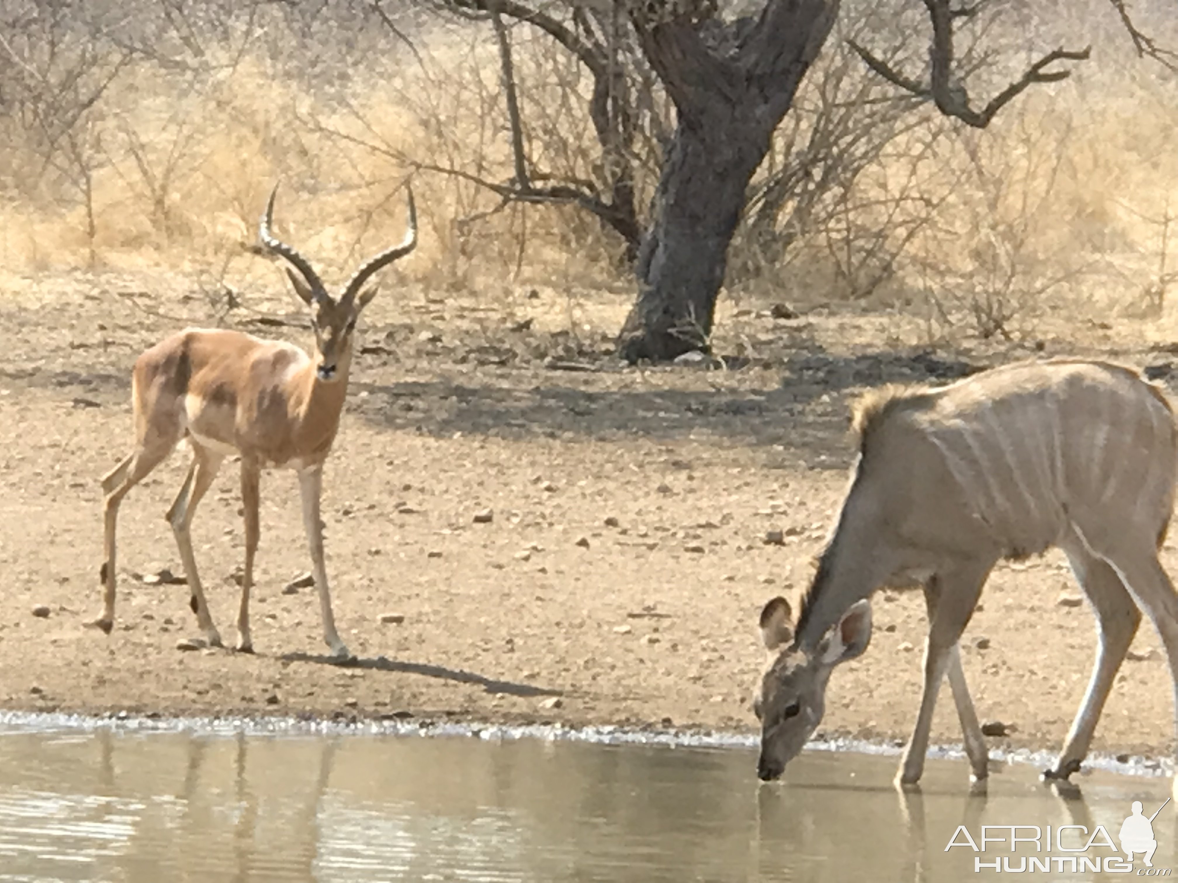 Impala & Kudu South Africa