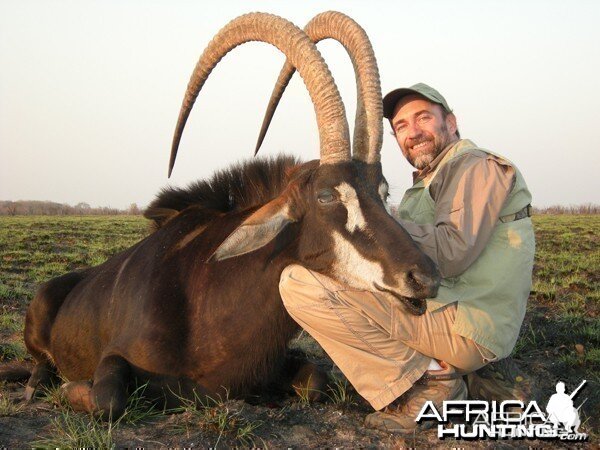 Incredible 51 inch Sable