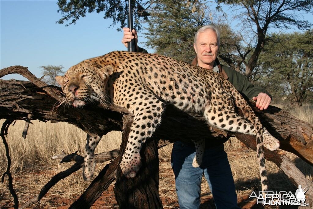 Kalahari Leopard