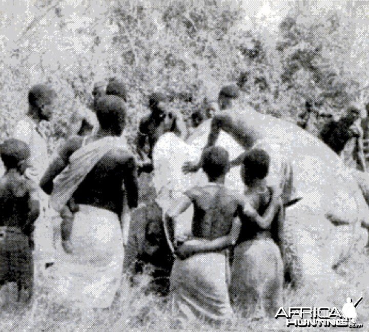 Kenya natives skin a bull Elephant