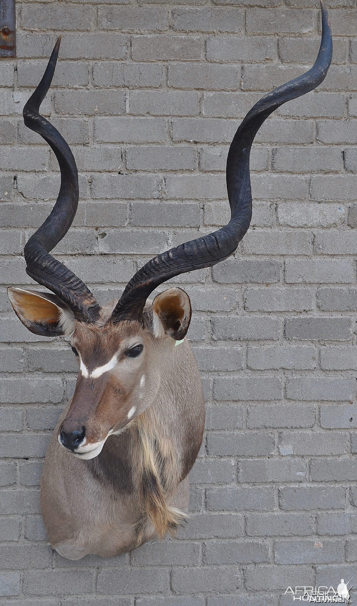 Kudu by Capricorn