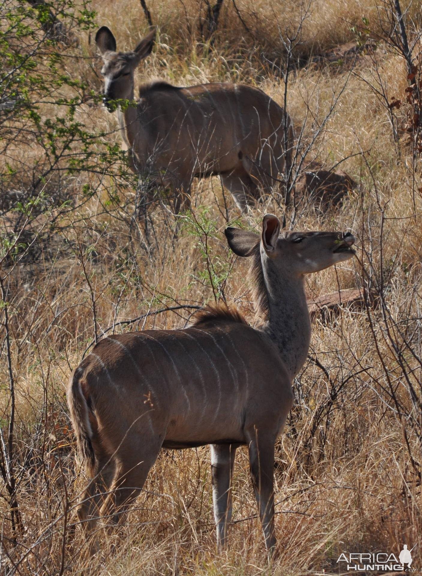 Kudu cows on hillside
